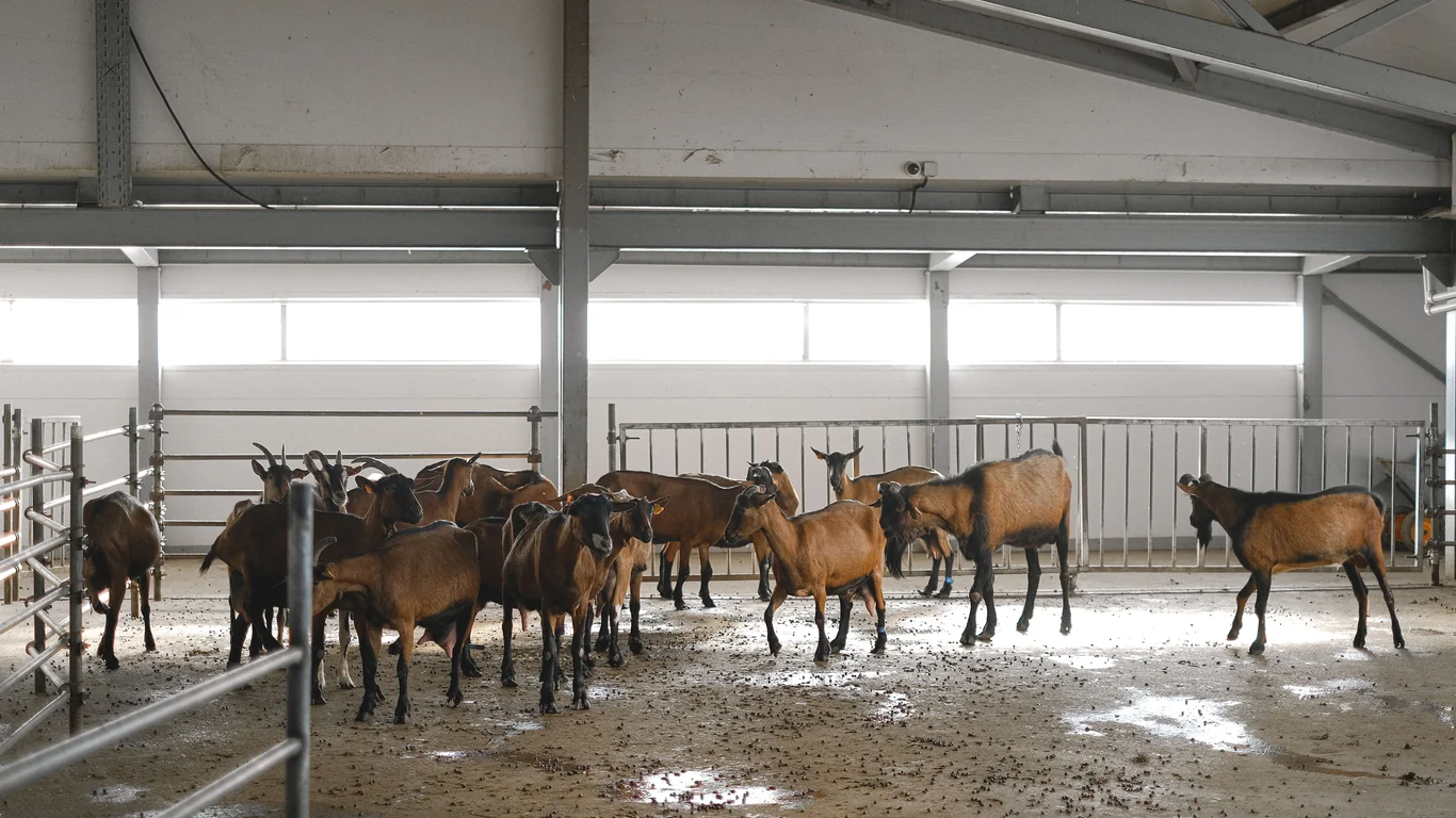Kırsal Yaşamda Küçükbaş Hayvancılık: Koyun ve Keçi Yetiştiriciliği Rehberi – 3