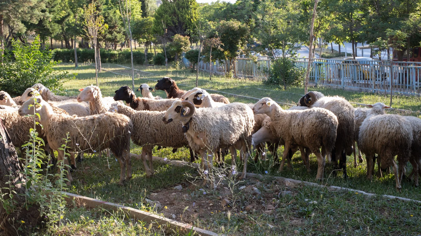 Kırsal Yaşamda Küçükbaş Hayvancılık: Koyun ve Keçi Yetiştiriciliği Rehberi – 5