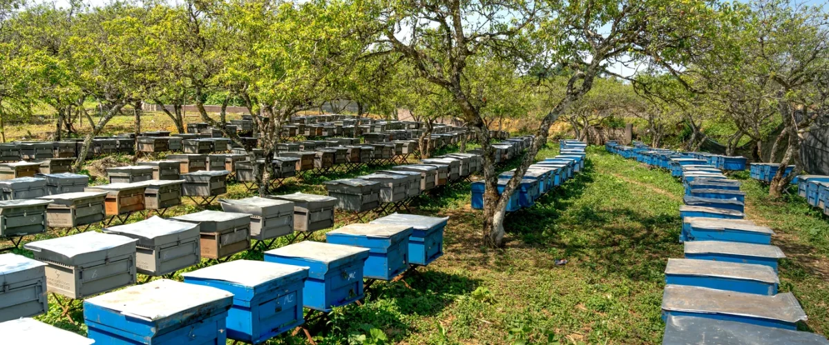 Off-Grid Arazide Arıcılık: Başlangıçtan Hasada Pratik Rehber