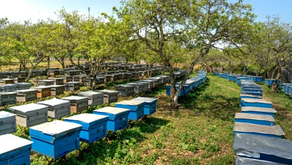 Off-Grid Arazide Arıcılık: Başlangıçtan Hasada Pratik Rehber