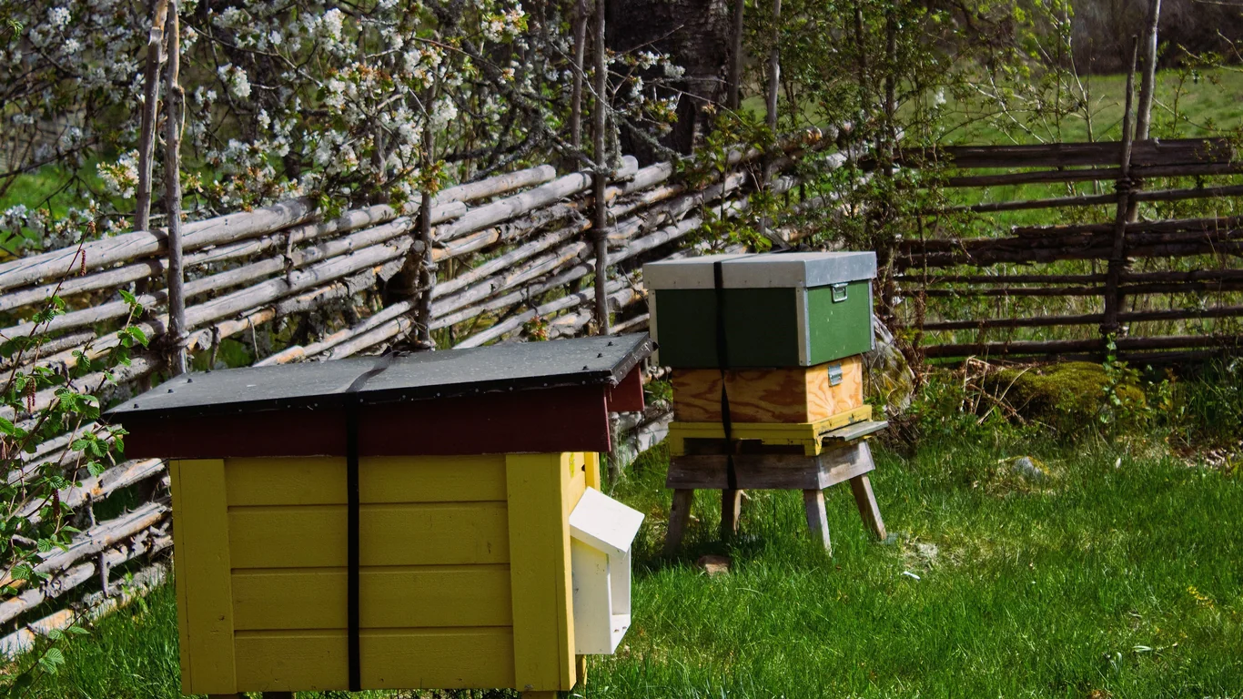 Off-Grid Arazide Arıcılık: Başlangıçtan Hasada Pratik Rehber – 4