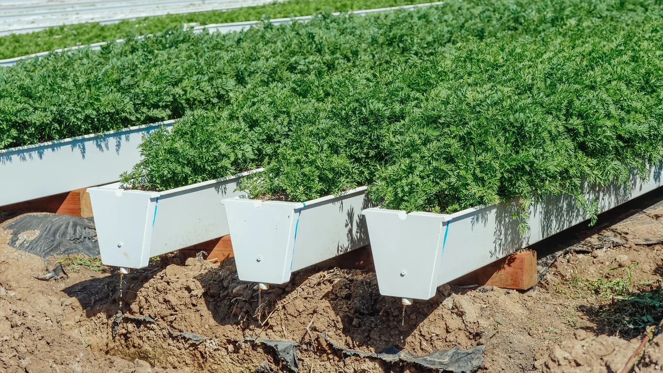 Off-Grid Arazide Organik Sebze Bahçesi: Başlangıçtan Hasada Rehber – 3 Off-Grid Arazide Organik Sebze Bahçesi: Başlangıçtan Hasada Rehber – 3
